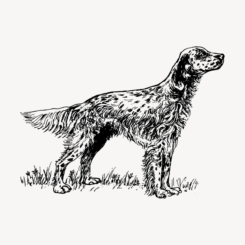 English setter dog hand drawn clipart, pet illustration vector. Free public domain CC0 image.