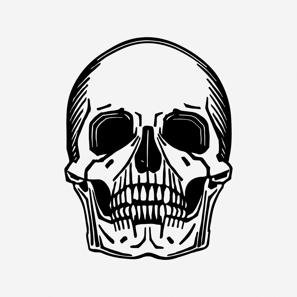 Skull hand drawn illustration. Free public domain CC0 image.