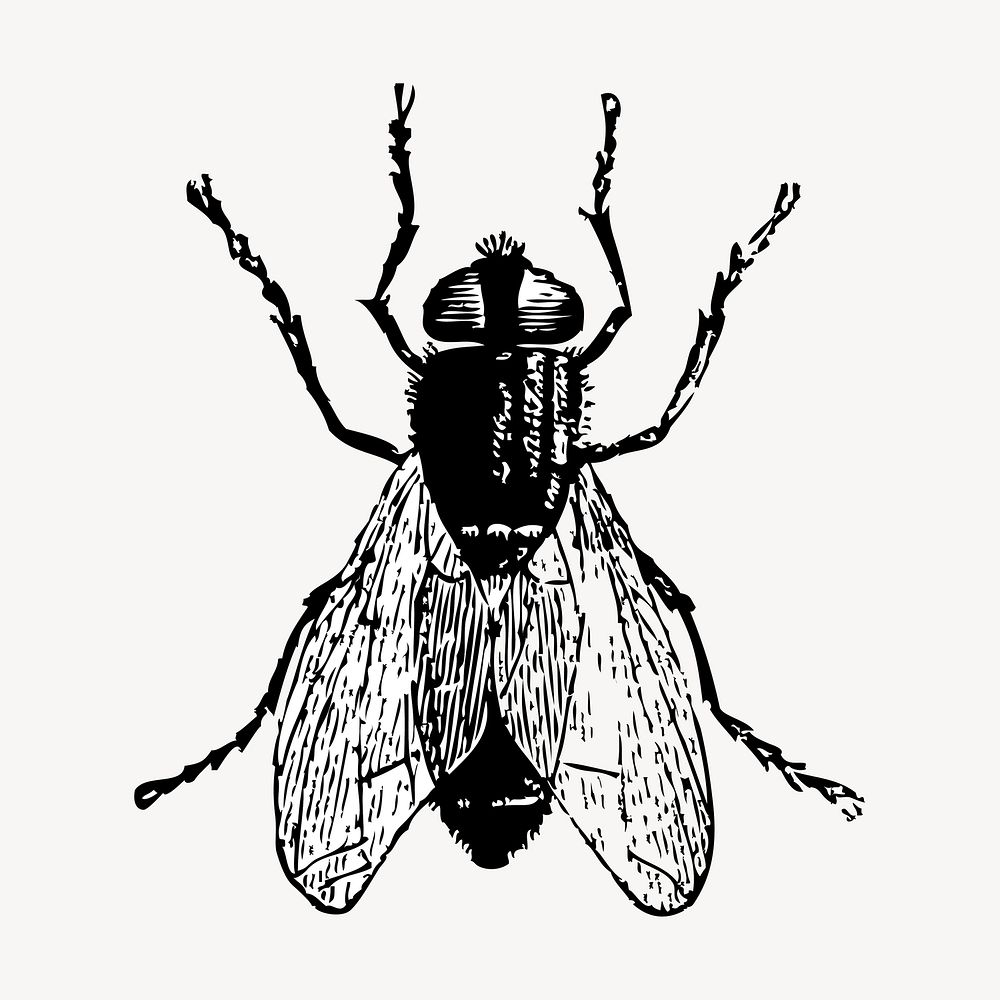 Fly insect hand drawn clipart, animal illustration vector. Free public domain CC0 image.