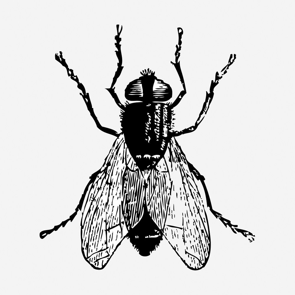 Fly insect hand drawn illustration. Free public domain CC0 image.