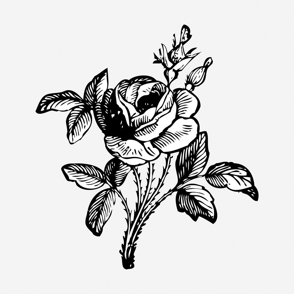 Rose flower  hand drawn illustration. Free public domain CC0 image.