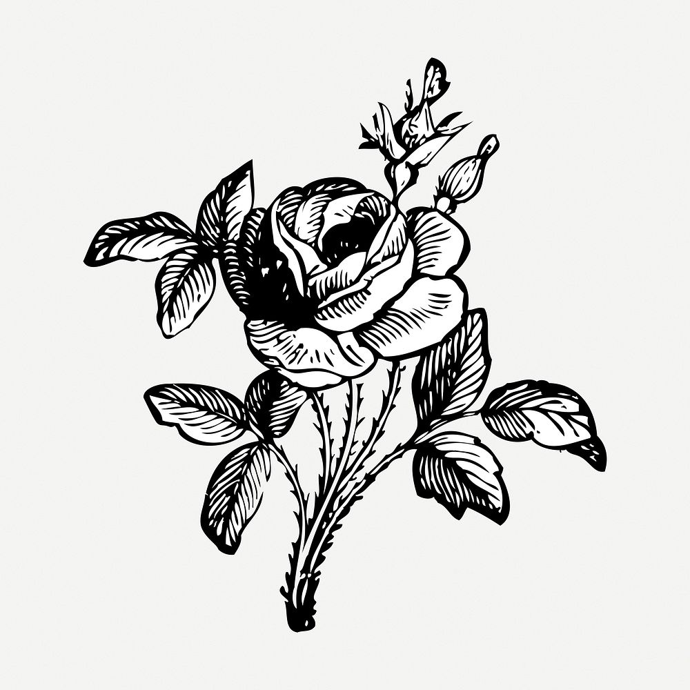 Rose drawing clipart, flower illustration psd. Free public domain CC0 image.