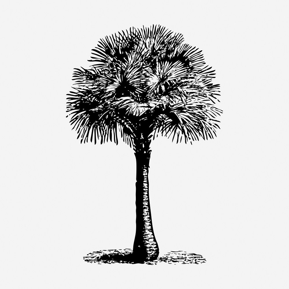 Tree hand drawn illustration, Australian fan palm. Free public domain CC0 image.