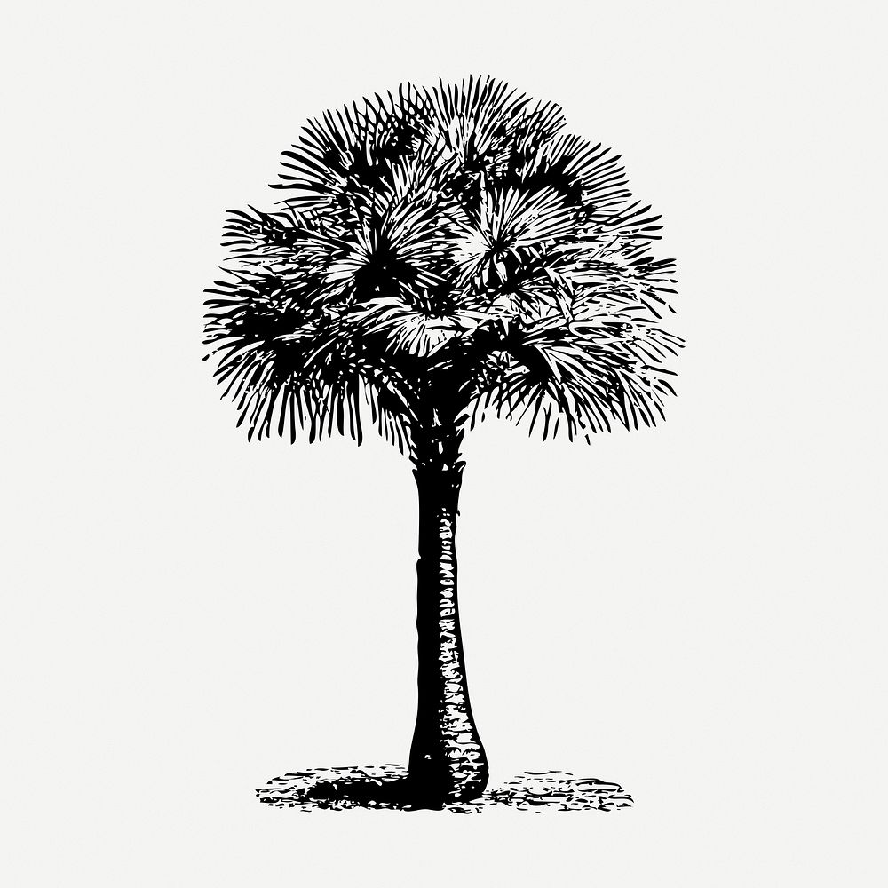 Tree drawing clipart, Australian fan palm illustration psd. Free public domain CC0 image.