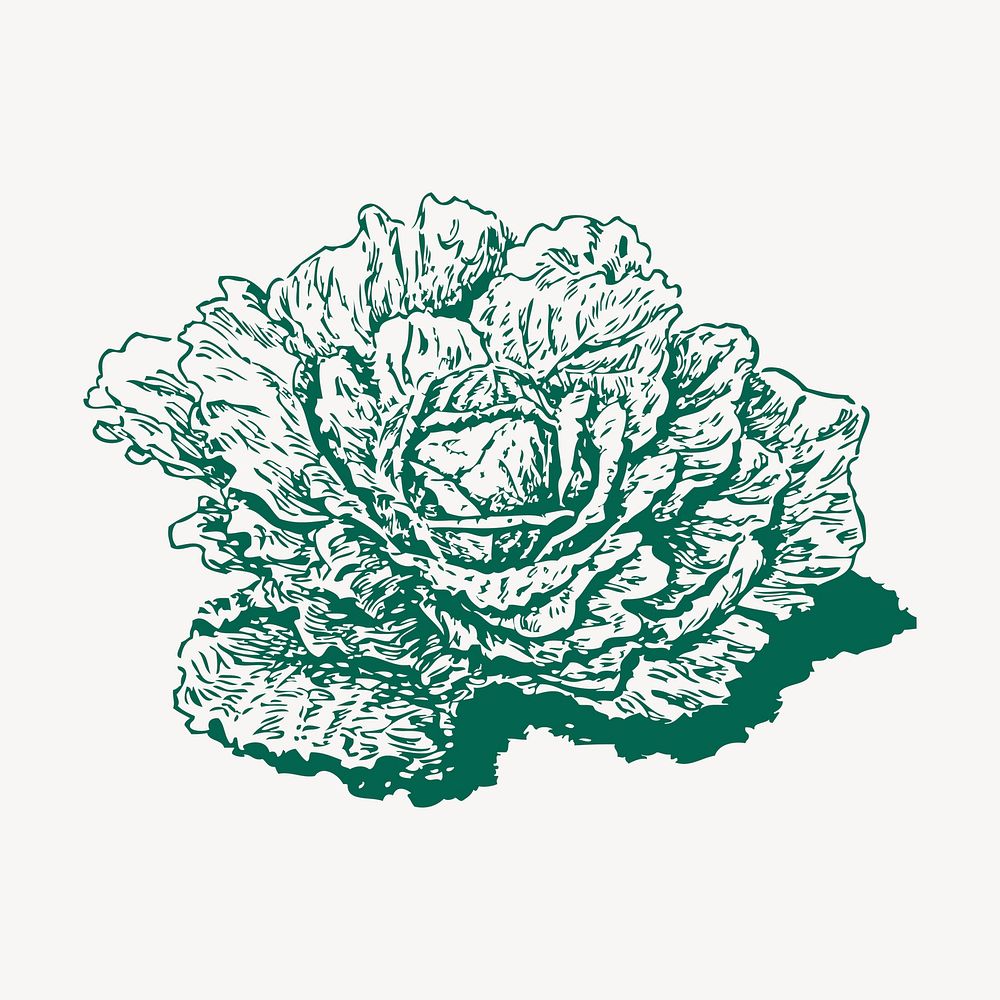 Dutch cabbage clipart, green vegetable illustration vector. Free public domain CC0 image.