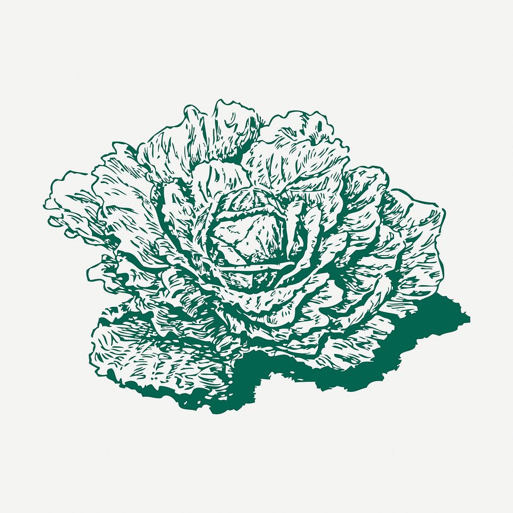 Dutch cabbage vintage clipart, green vegetable illustration psd. Free public domain CC0 image.