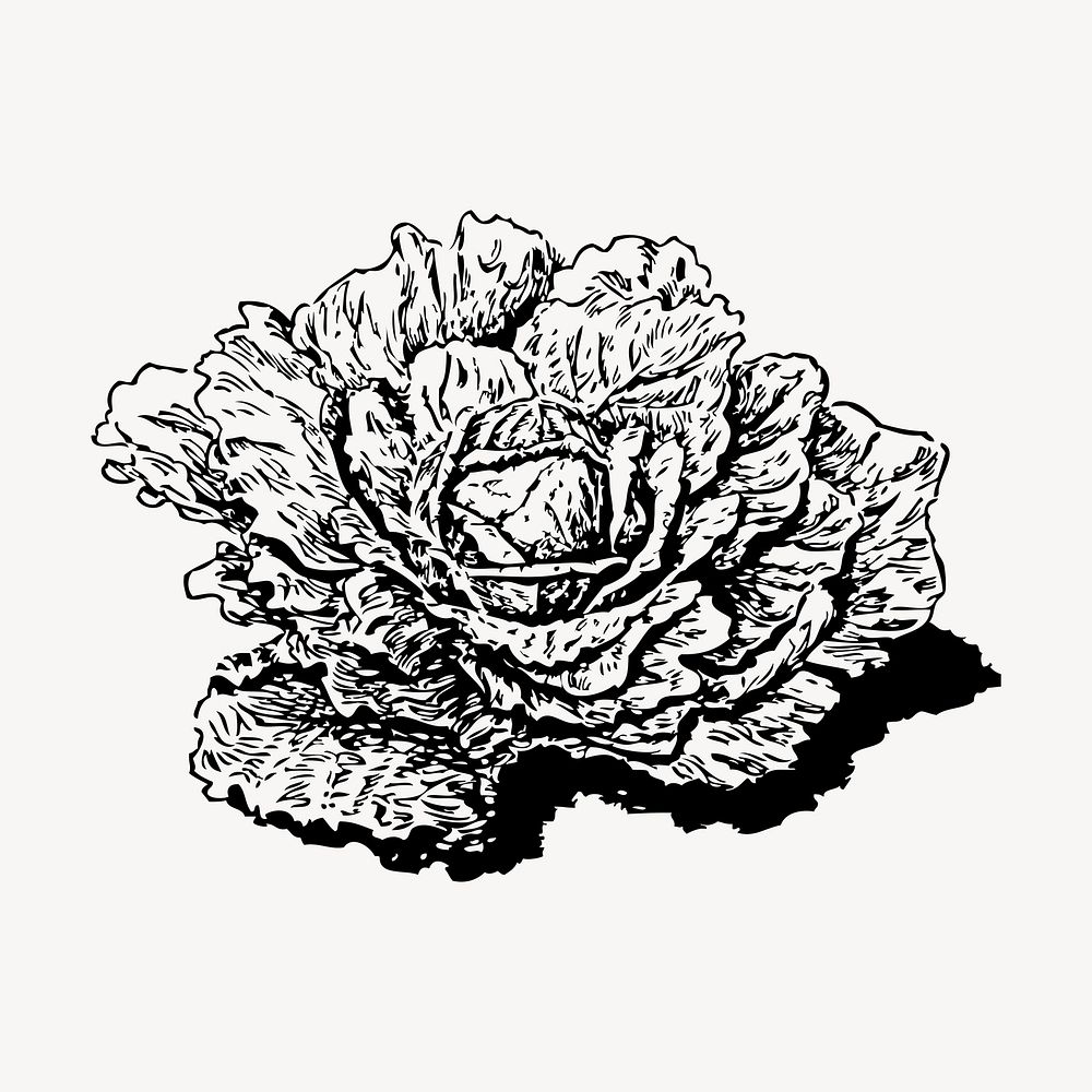 Dutch cabbage hand drawn clipart, vegetable illustration vector. Free public domain CC0 image.