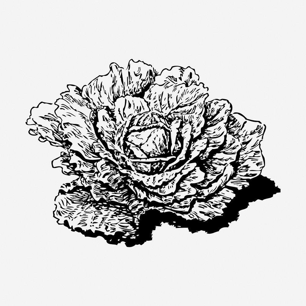 Dutch cabbage hand drawn illustration. Free public domain CC0 image.