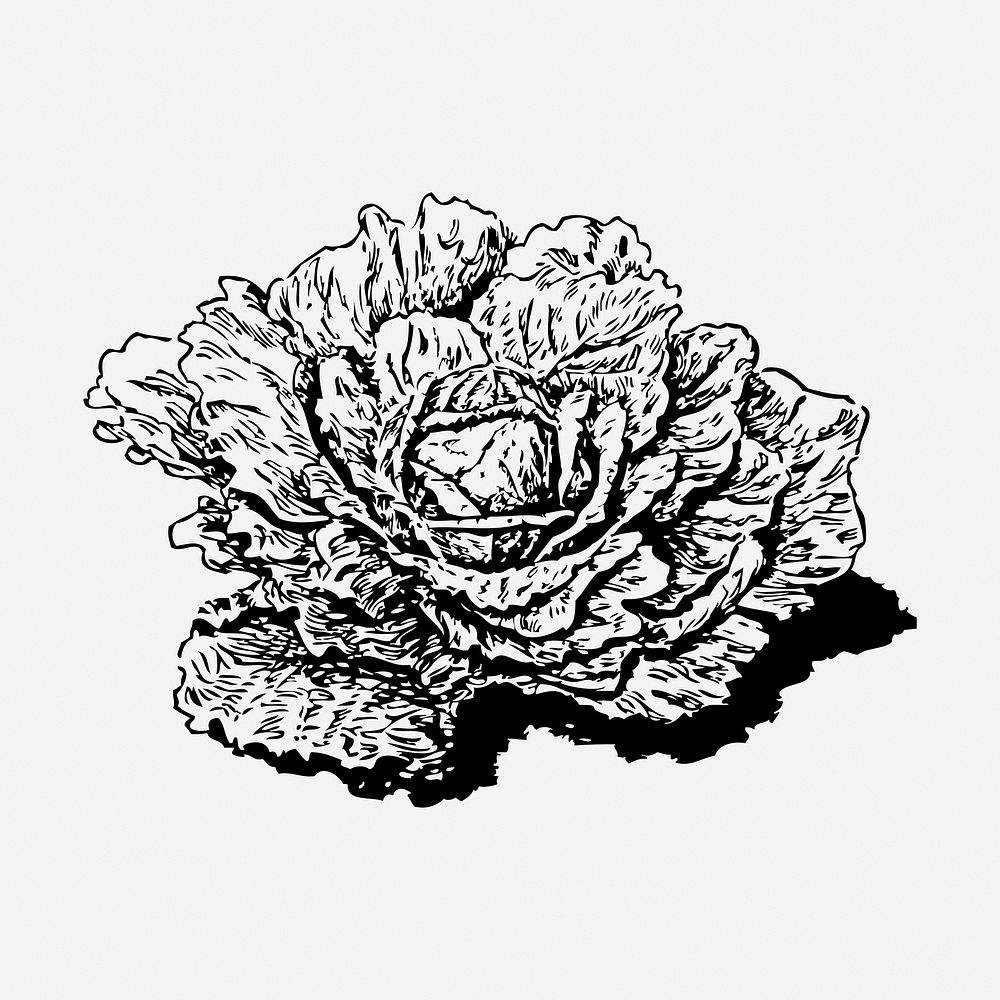 Dutch cabbage drawing clipart, vegetable illustration psd. Free public domain CC0 image.