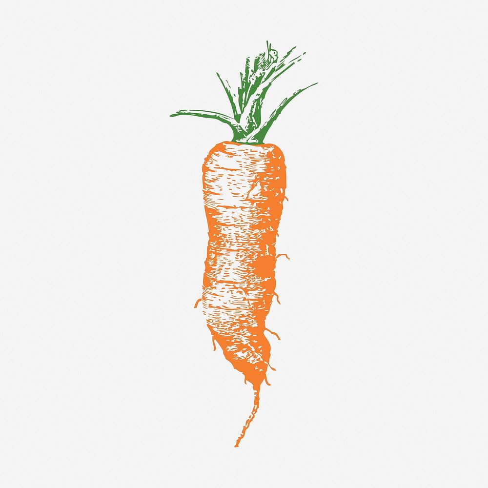 Vintage carrot, vegetable illustration. Free public domain CC0 image.