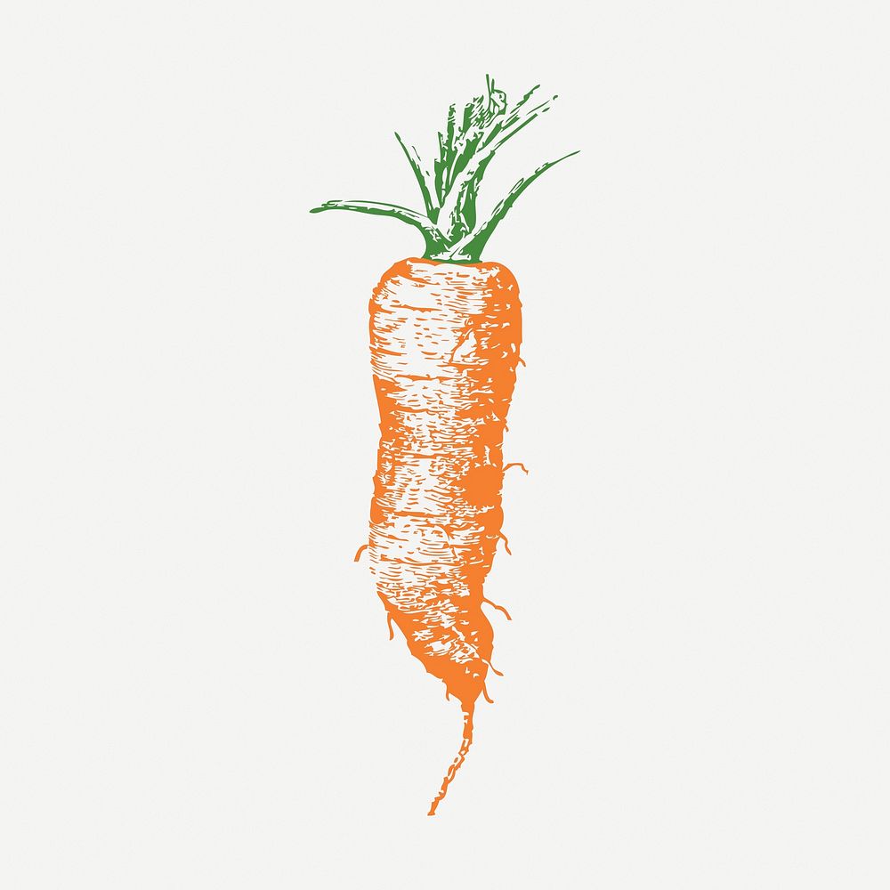 Carrot vintage clipart, vegetable  illustration psd. Free public domain CC0 image.