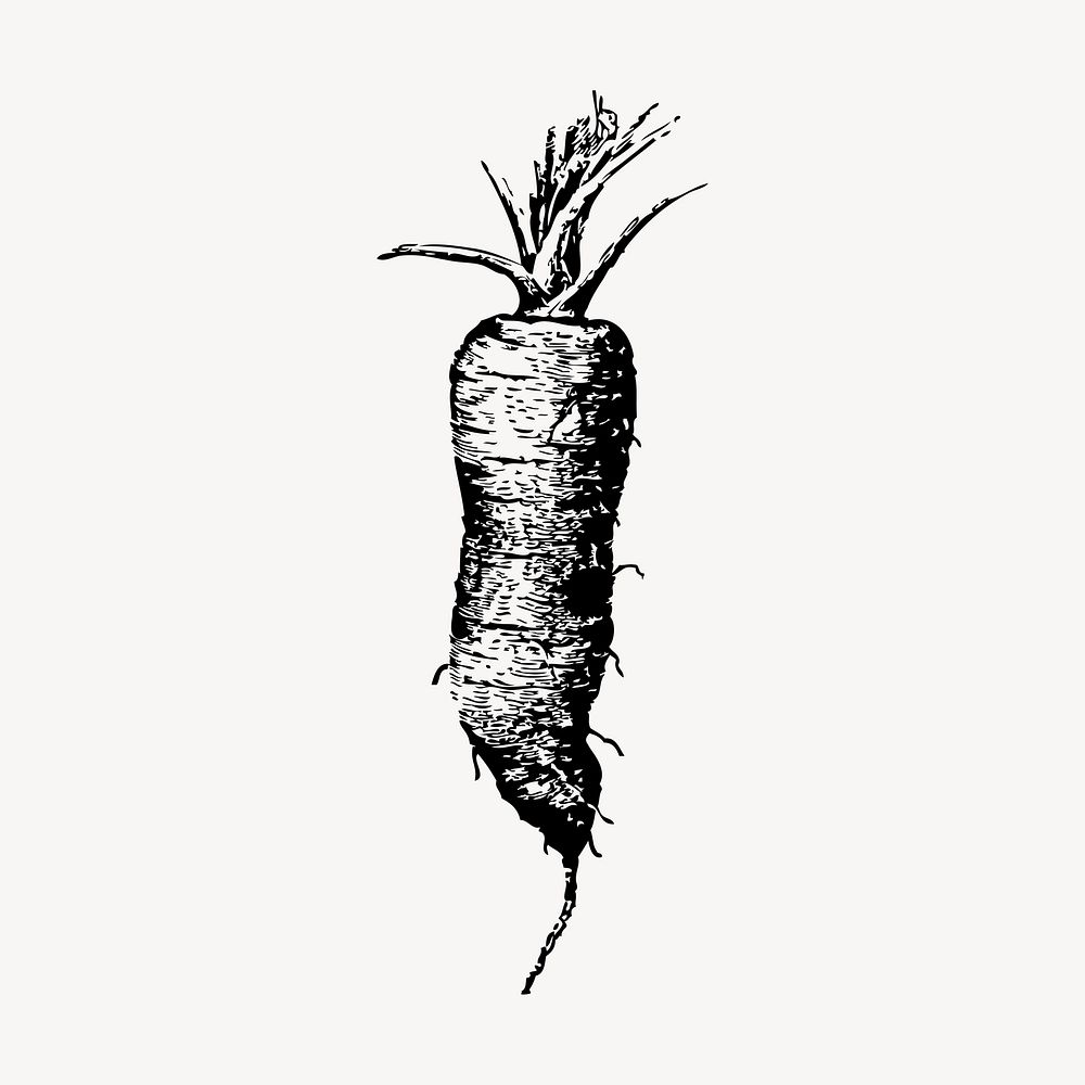 Carrot hand drawn clipart, vintage vegetable illustration vector. Free public domain CC0 image.