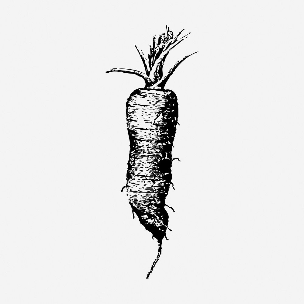 Vintage carrot hand drawn illustration. Free public domain CC0 image.
