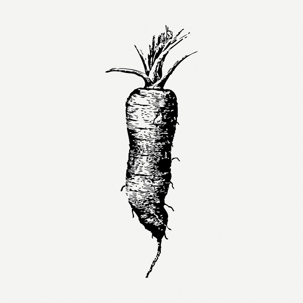 Carrot drawing clipart, vegetable illustration psd. Free public domain CC0 image.