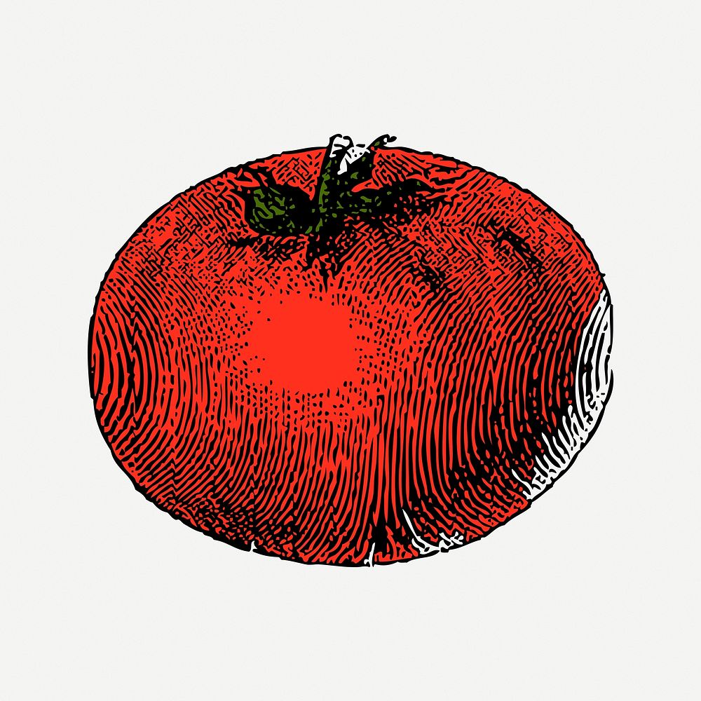Tomato vintage clipart, vegetable illustration psd. Free public domain CC0 image.