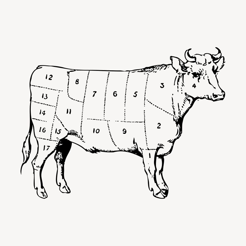Beef diagram hand drawn clipart, cow illustration vector. Free public domain CC0 image.