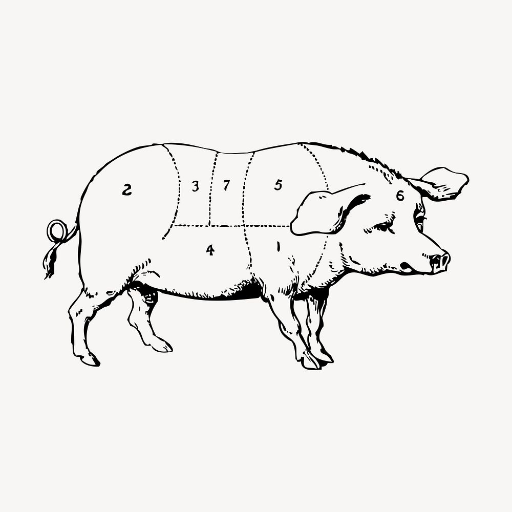 Pig hand drawn clipart, pork diagram illustration vector. Free public domain CC0 image.