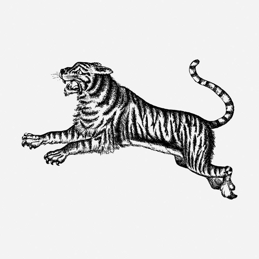 Jumping tiger hand drawn illustration. Free public domain CC0 image.