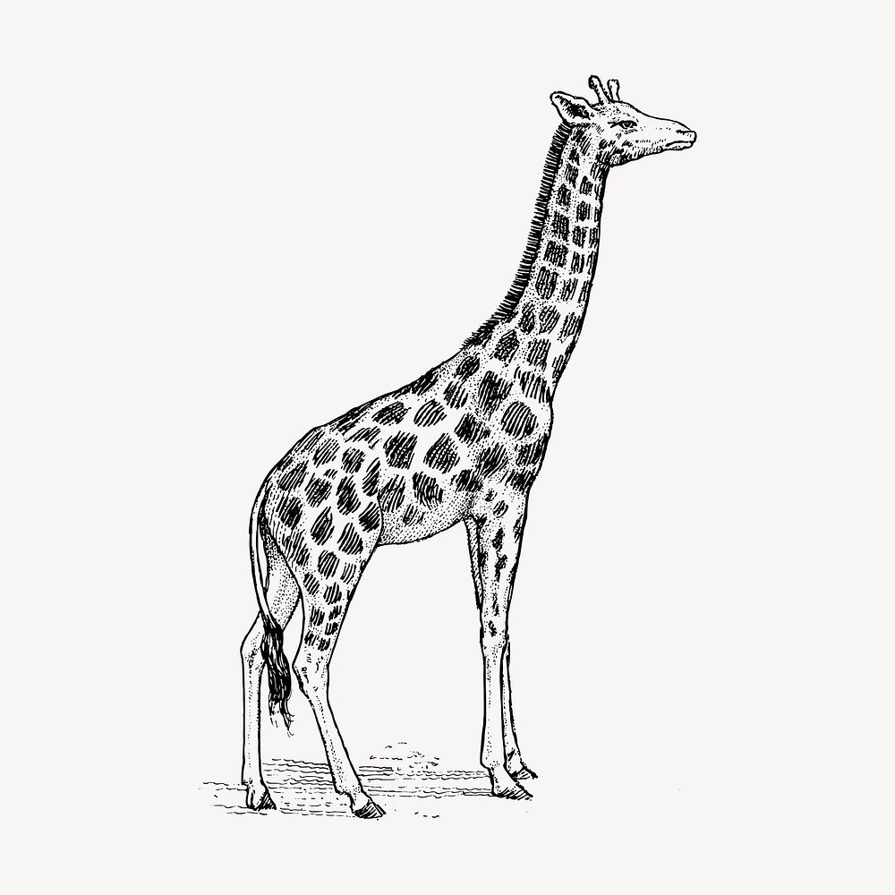 Giraffe hand drawn clipart, safari animal illustration vector. Free public domain CC0 image.