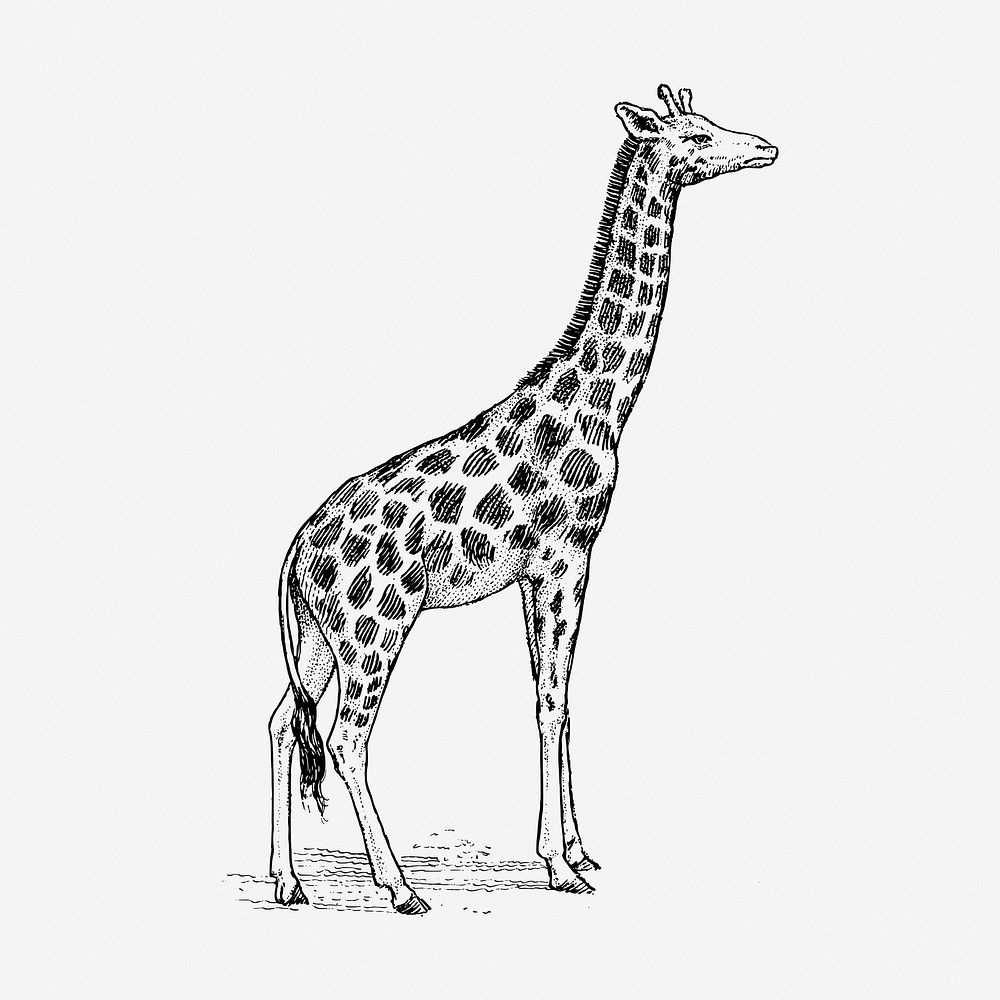 Giraffe hand drawn illustration. Free public domain CC0 image.