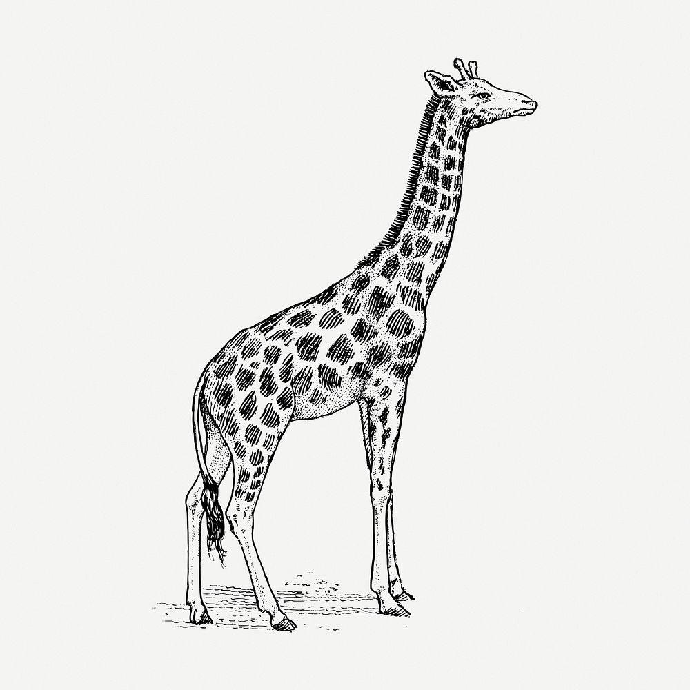 Giraffe drawing clipart, safari animal illustration psd. Free public domain CC0 image.