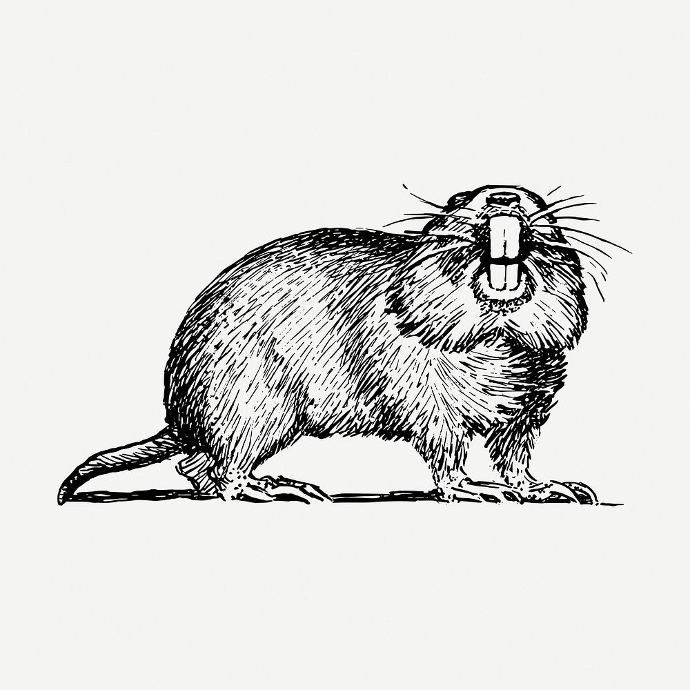 Gopher drawing clipart, animal illustration psd. Free public domain CC0 image.