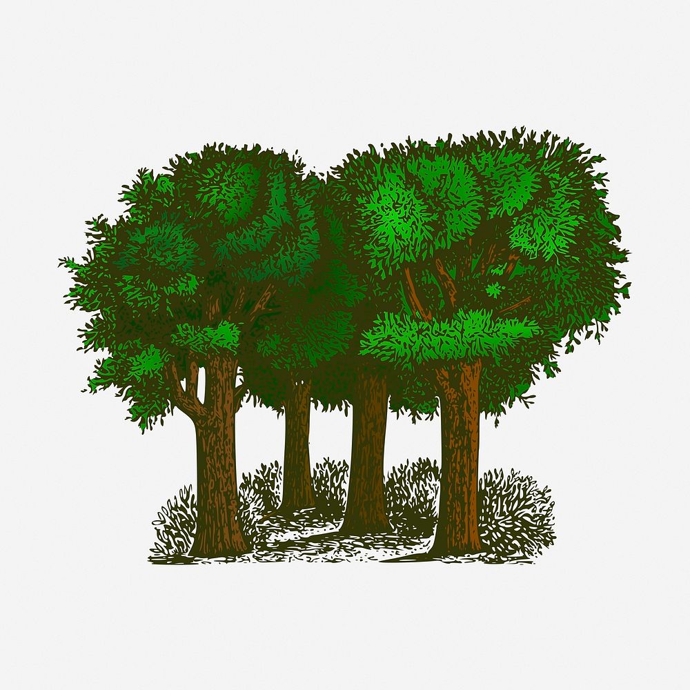 Trees, forest illustration. Free public domain CC0 image.