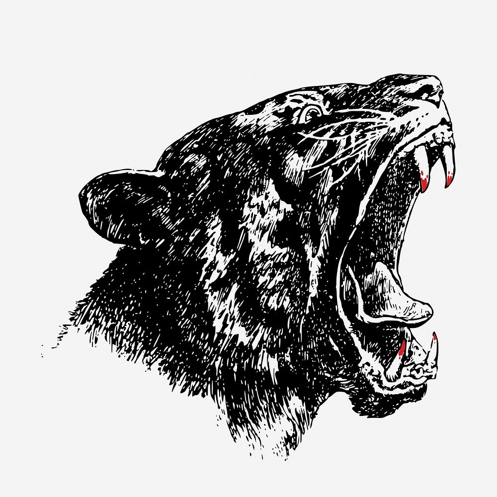 Roaring tiger head hand drawn illustration. Free public domain CC0 image.