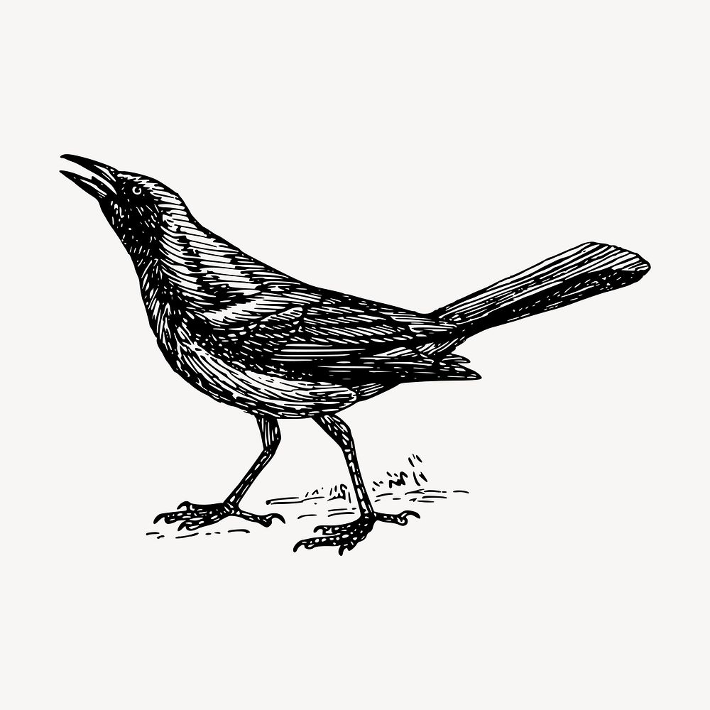 Grackle bird hand drawn clipart, animal illustration vector. Free public domain CC0 image.