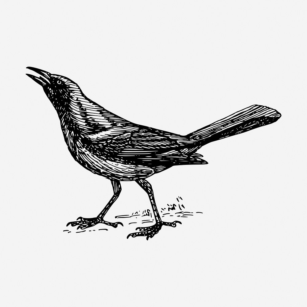 Grackle bird hand drawn illustration. Free public domain CC0 image.