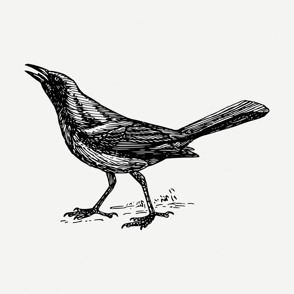 Grackle bird drawing clipart, animal illustration psd. Free public domain CC0 image.