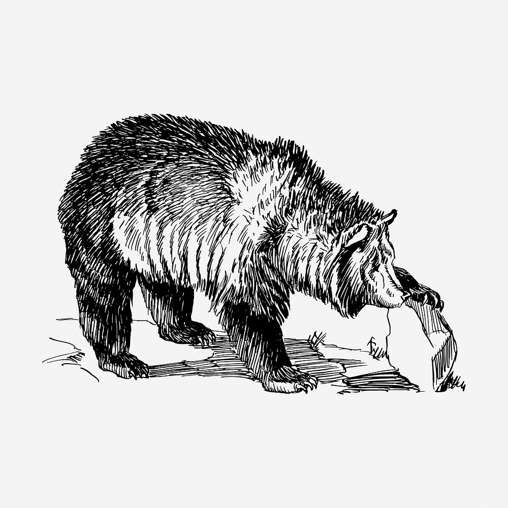 Grizzly bear hand drawn illustration. Free public domain CC0 image.