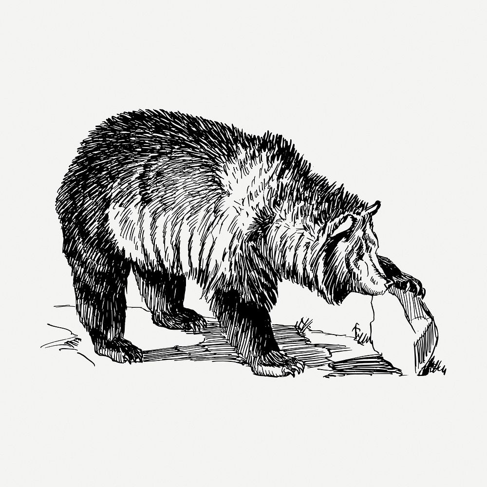 Grizzly bear drawing clipart, animal illustration psd. Free public domain CC0 image.