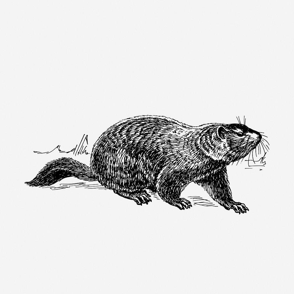 Ground hog hand drawn illustration. Free public domain CC0 image.
