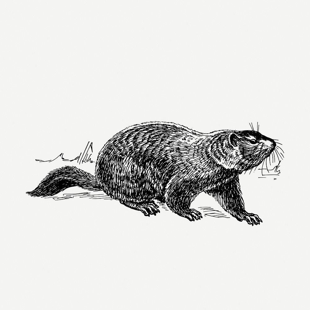 Ground hog drawing clipart, animal illustration psd. Free public domain CC0 image.