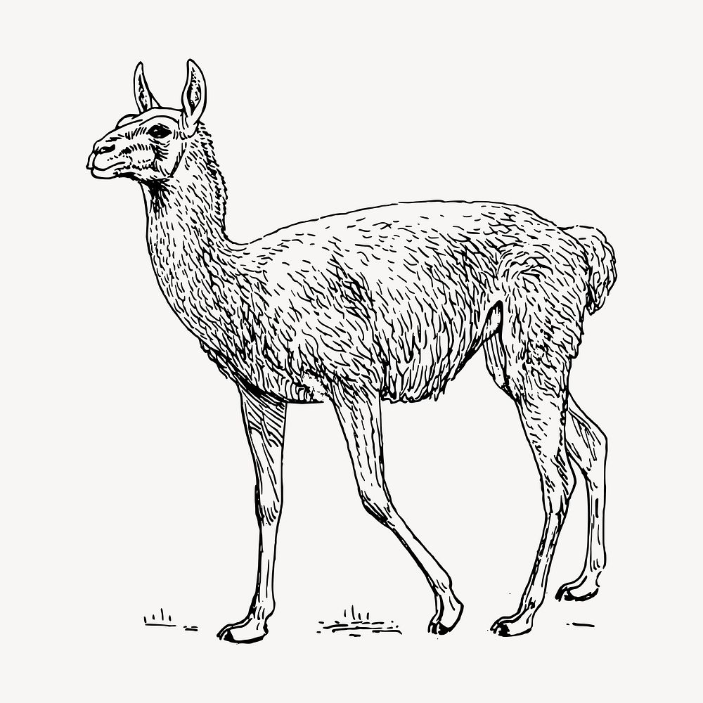Lama Guanicoe hand drawn clipart, animal illustration vector. Free public domain CC0 image.