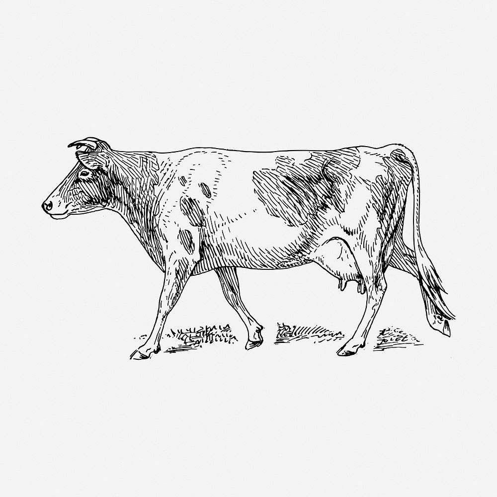 Guernsey cow hand drawn illustration. Free public domain CC0 image.