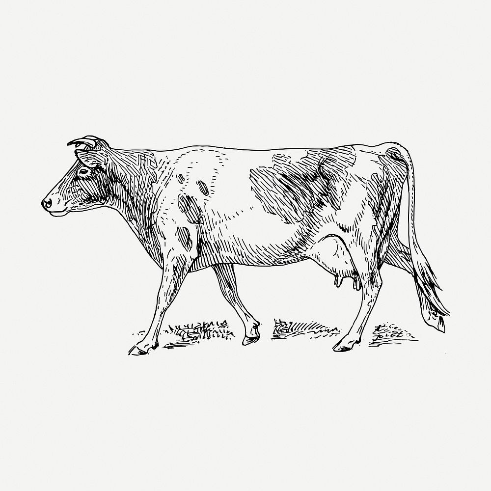 Guernsey cow drawing clipart, farm animal illustration psd. Free public domain CC0 image.