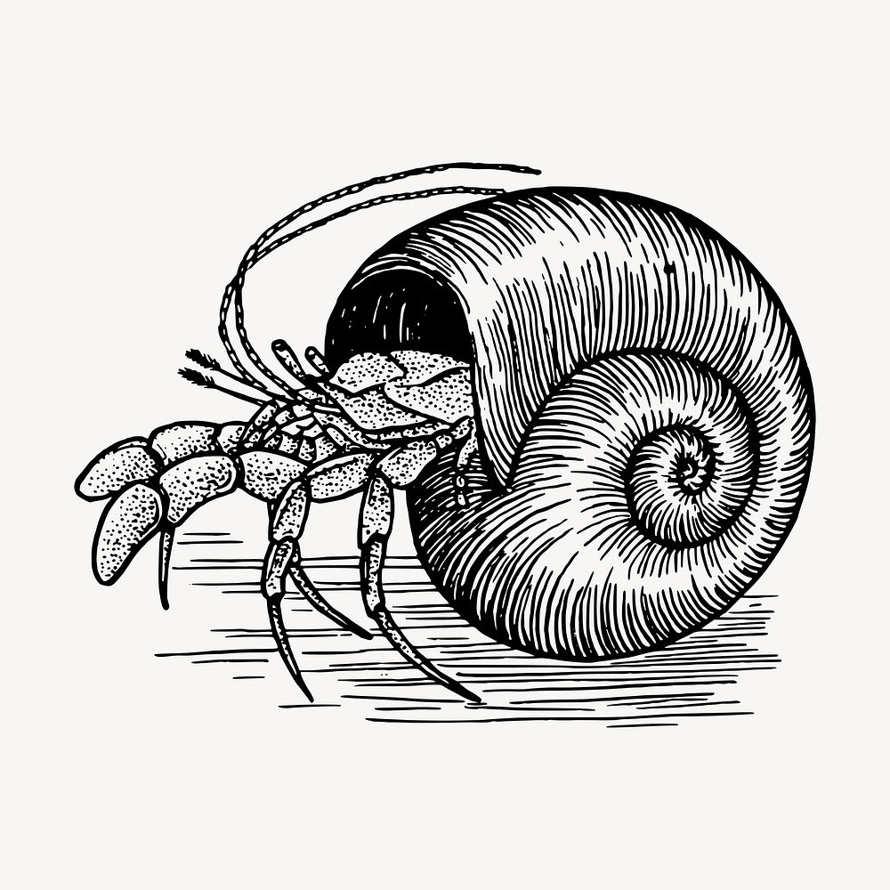 Hermit crab hand drawn clipart, sea animal illustration vector. Free public domain CC0 image.