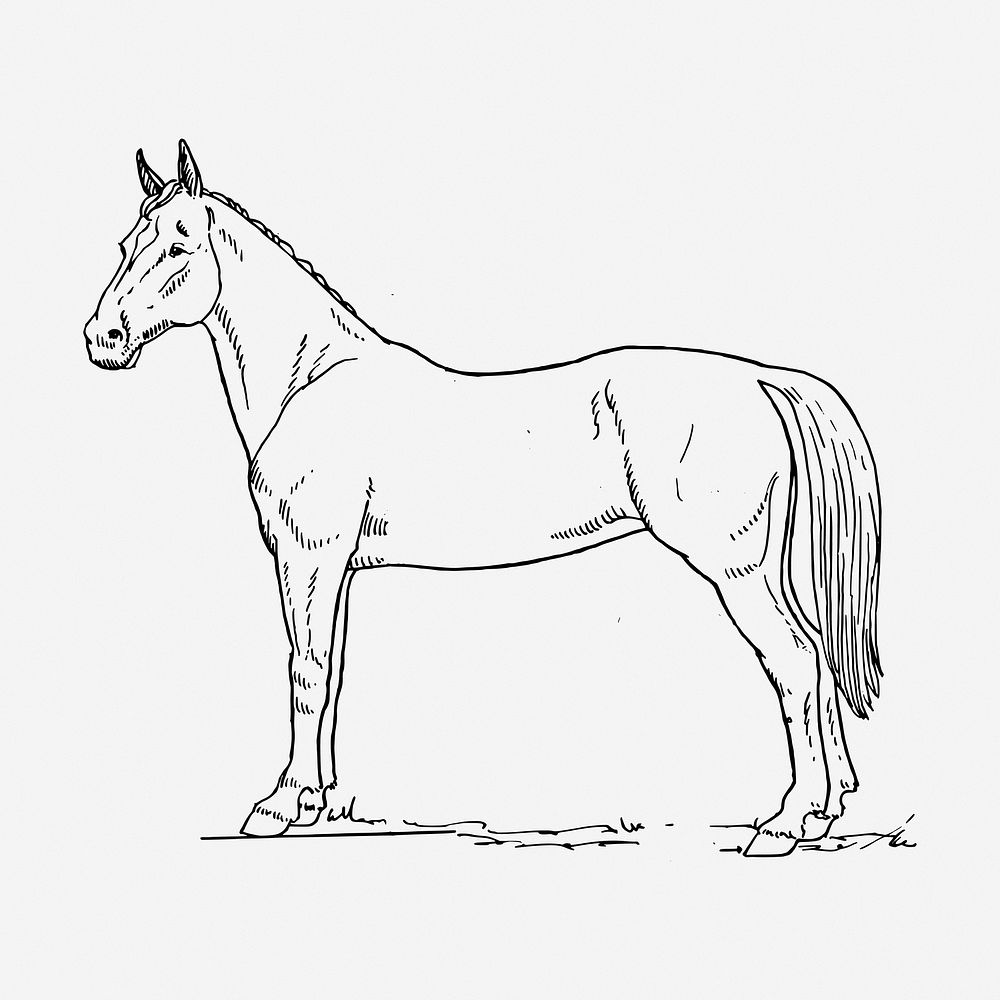 Horse hand drawn illustration. Free public domain CC0 image.