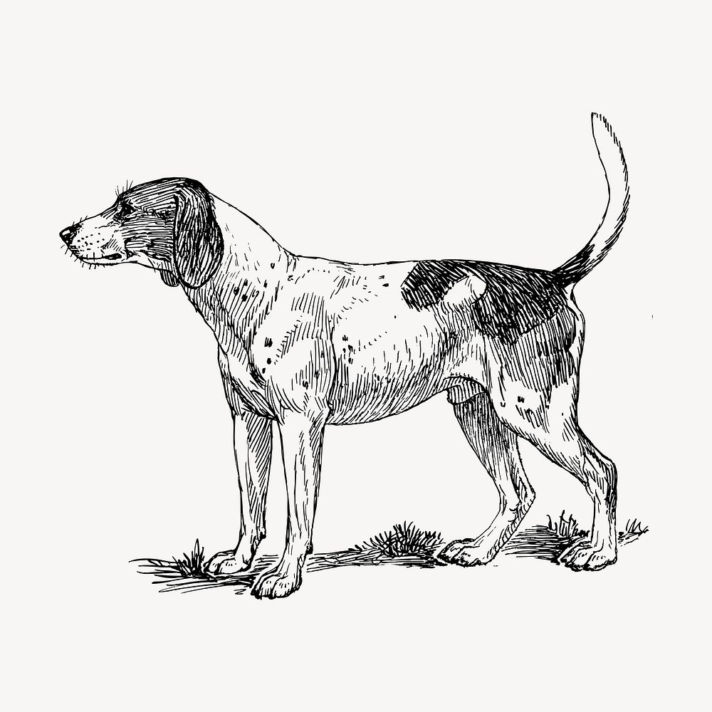 Finnish Hound dog hand drawn clipart, pet illustration vector. Free public domain CC0 image.