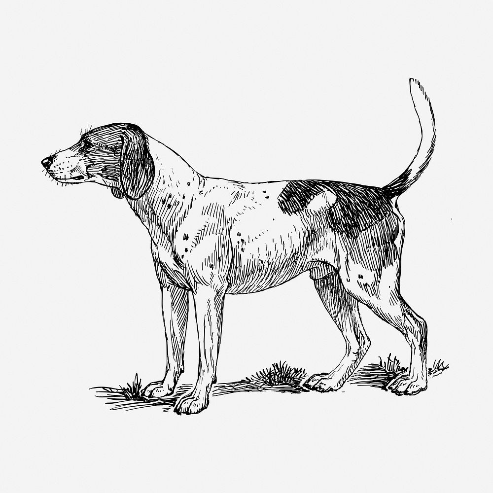 Finnish Hound dog hand drawn illustration. Free public domain CC0 image.