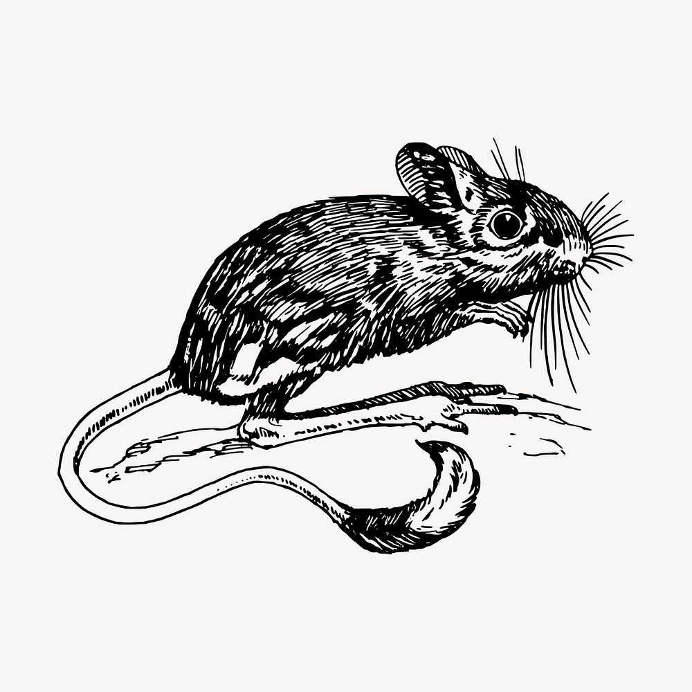 Rat hand drawn clipart, animal illustration vector. Free public domain CC0 image.