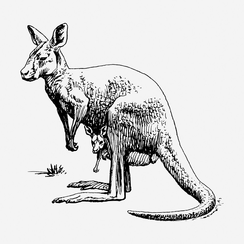 Kangaroo hand drawn illustration. Free public domain CC0 image.