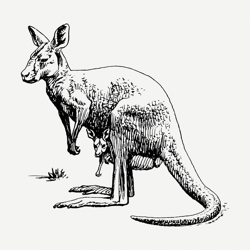 Kangaroo drawing clipart, animal illustration psd. Free public domain CC0 image.