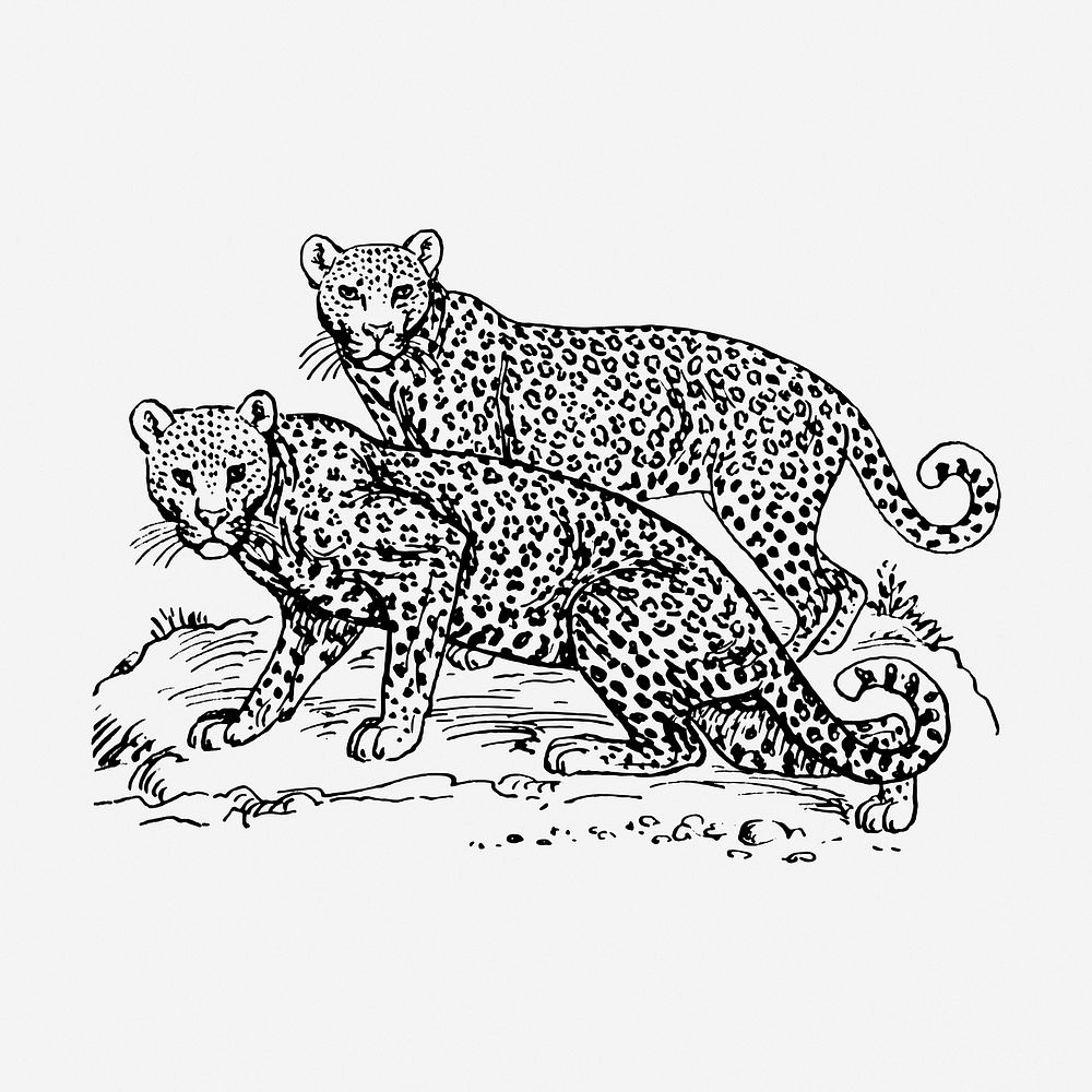 Leopards hand drawn illustration. Free public domain CC0 image.