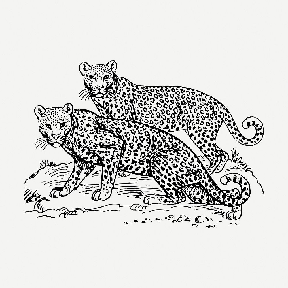 Leopards drawing clipart, animal illustration psd. Free public domain CC0 image.