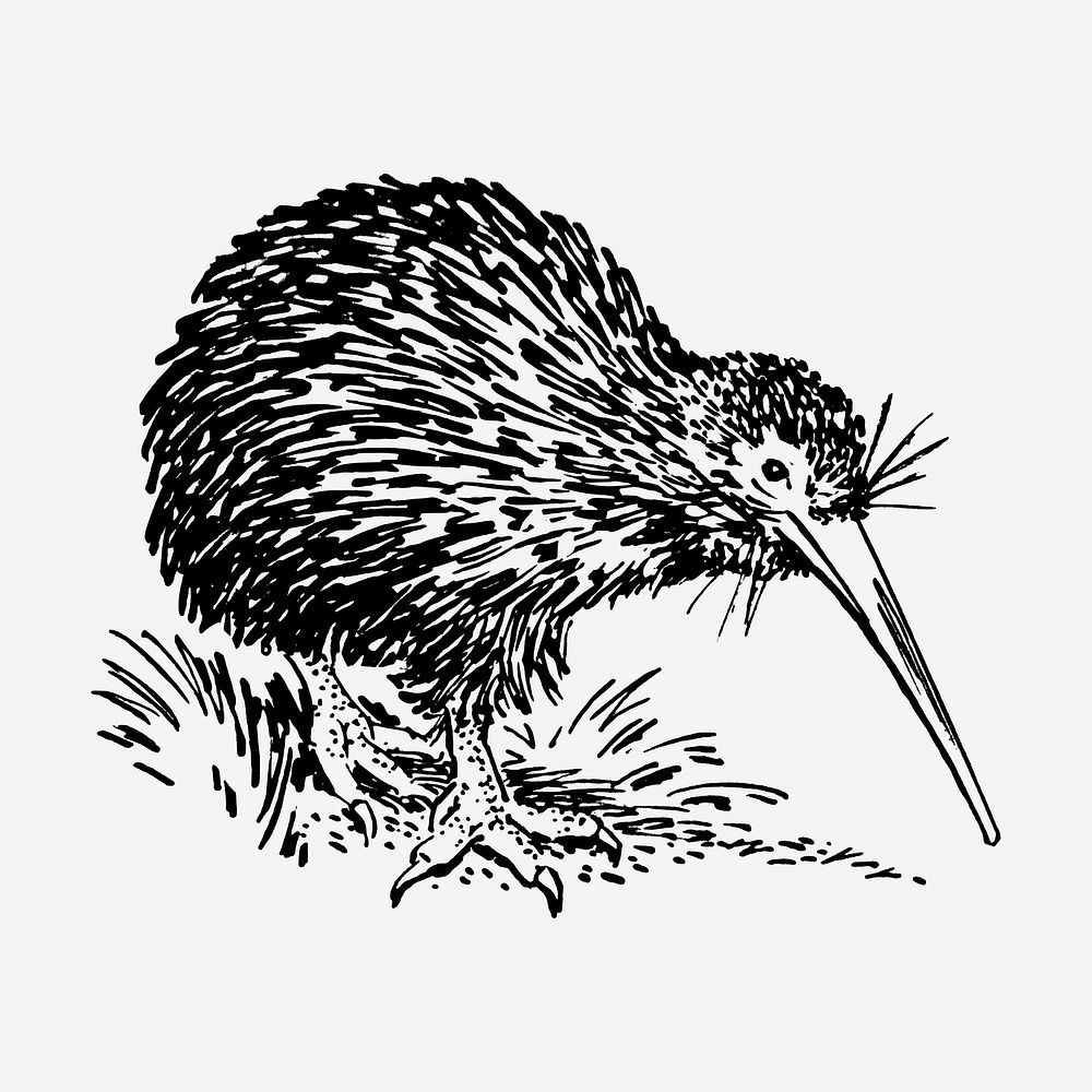 Kiwi bird hand drawn illustration. Free public domain CC0 image.