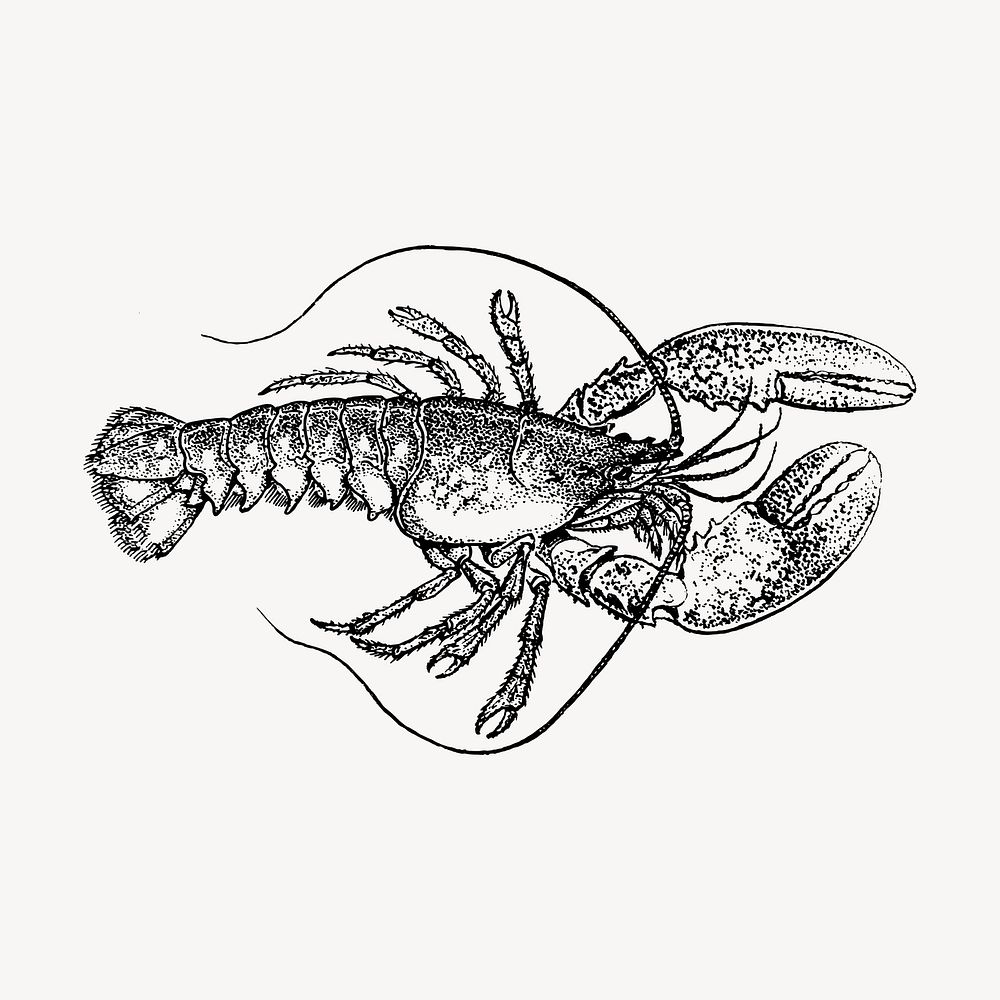 Lobster hand drawn clipart, animal illustration vector. Free public domain CC0 image.