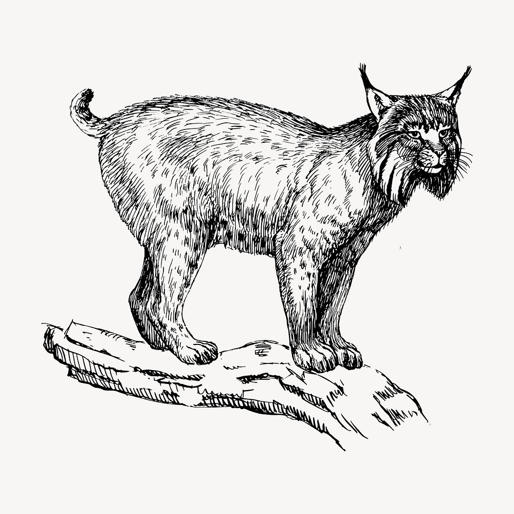 Lynx hand drawn clipart, animal illustration vector. Free public domain CC0 image.